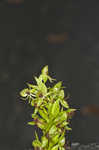 Waterspider bog orchid